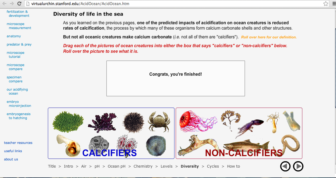 Effects Of The Environment On The Sea Urchin Worksheet Answers