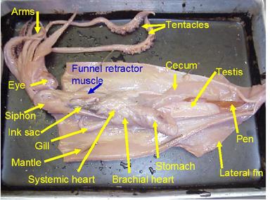 Squid Dissection - Marine Science